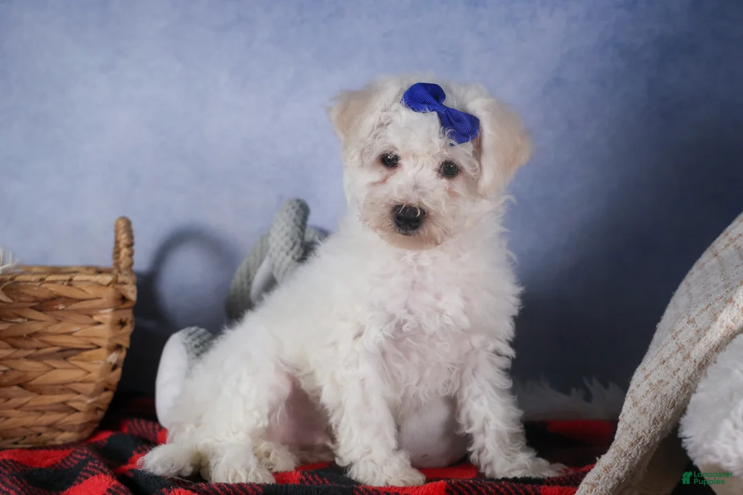 Bichon Frise dogs for sale: Dakota - Ad 13