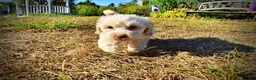 Havapoo dogs for sale: Lemony-Sale!!! - Ad 5