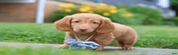 Dachshund dogs for sale: Chance - Ad 4