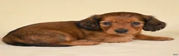 Miniature Dachshund dogs for sale: AKC Remmi - Ad 6