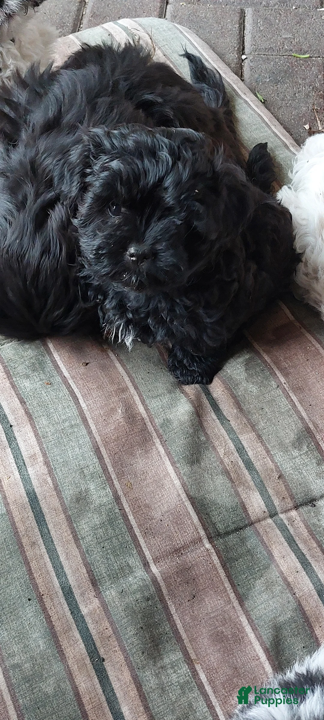 Shih Tzu dogs for sale: Shih Tzu Puppy 1 - Ad 1