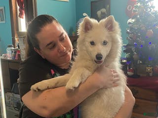 Pomsky dogs Marty - Ad 1