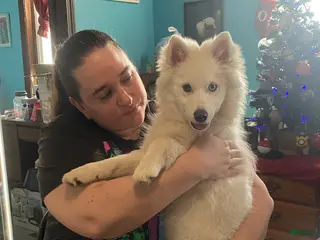 Pomsky dogs Marty - Ad 7