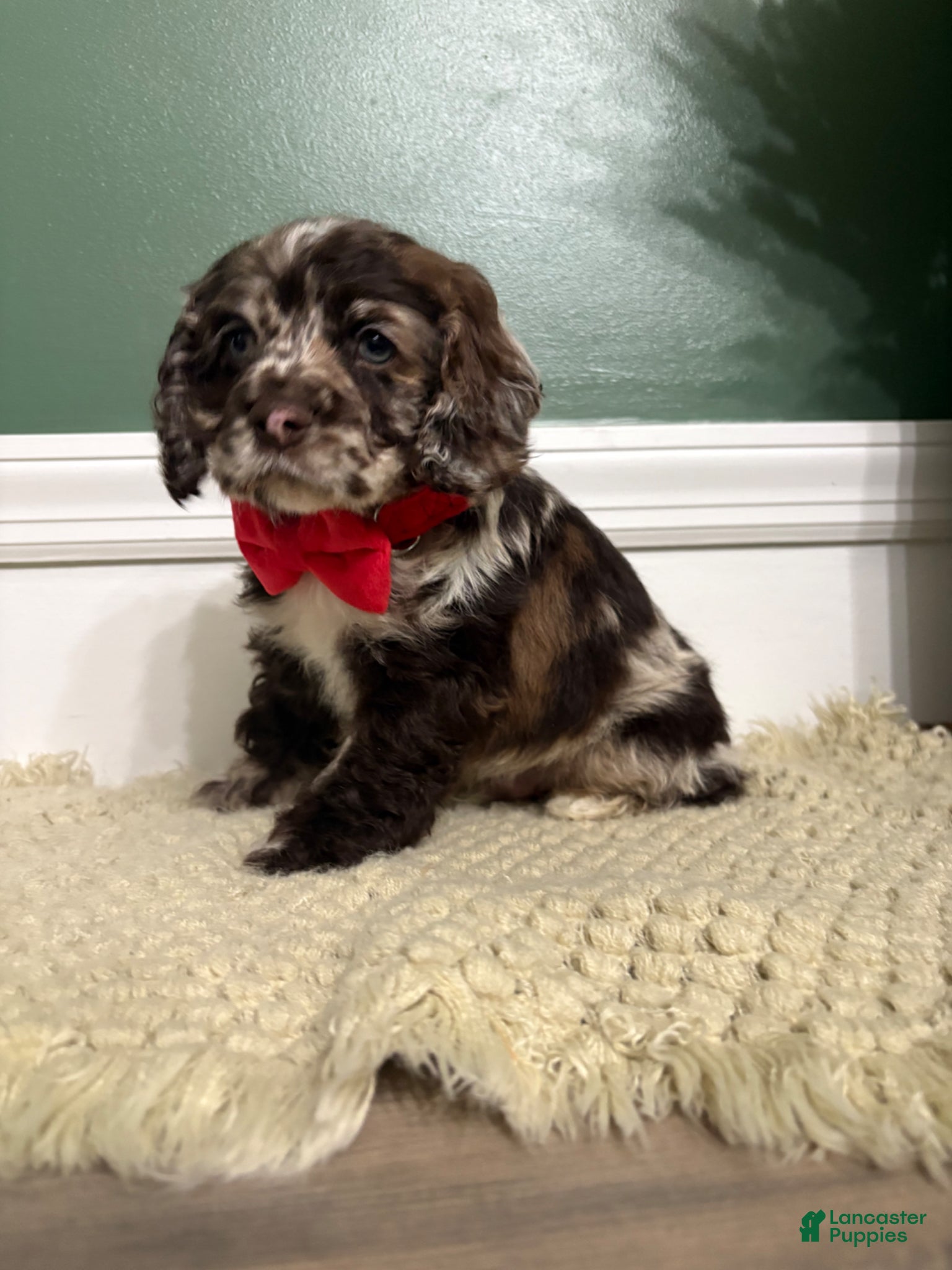 Cocker Spaniel dogs Merle Haggard - Ad 1