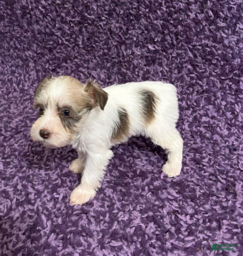 Miniature Schnauzer dogs Tiny_Female - Ad 2