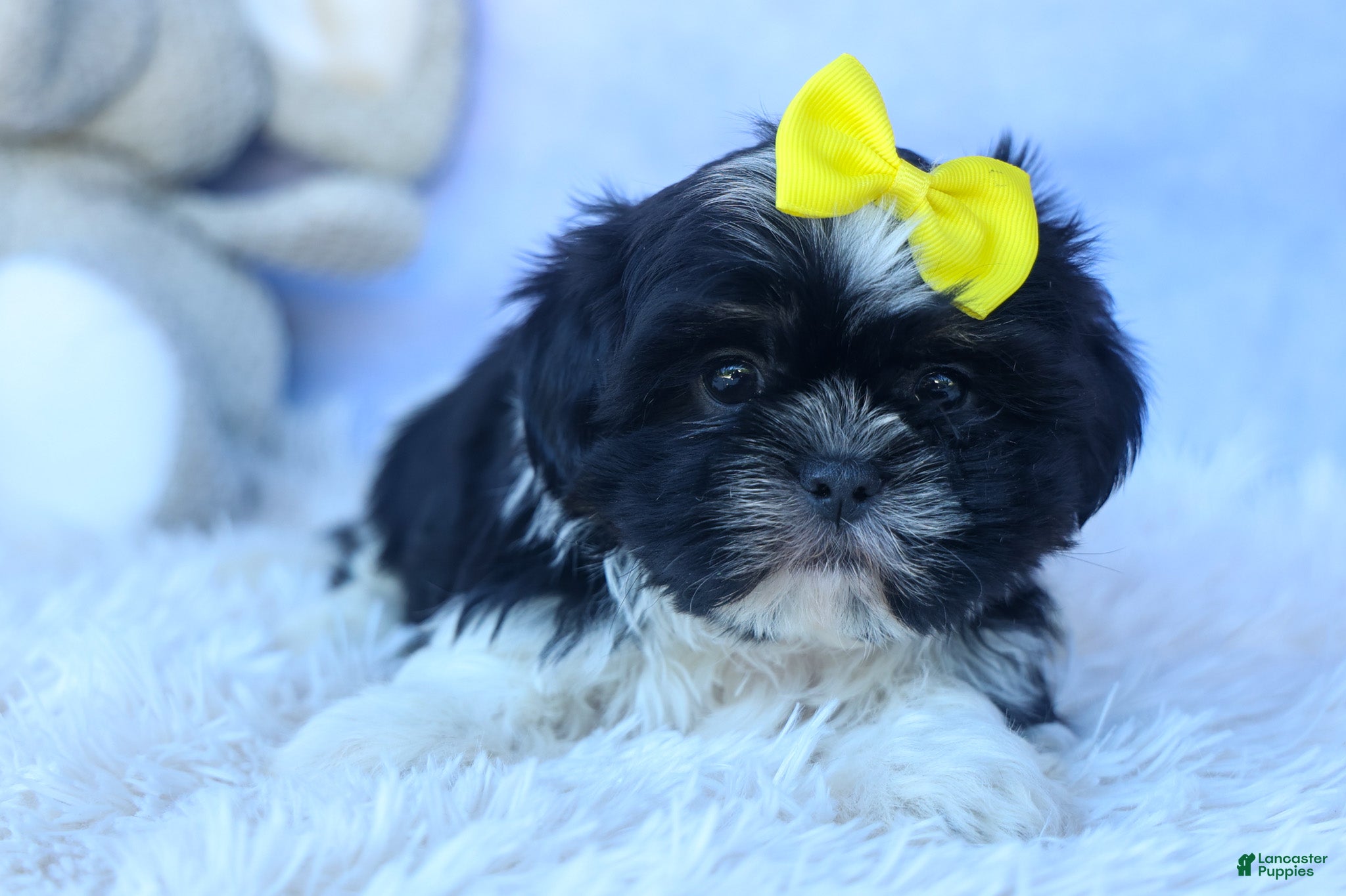 Shih Tzu dogs SASHA - Ad 2