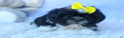 Shih Tzu dogs for sale: SASHA - Ad 2