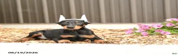 Doberman Pinscher dogs for sale: Dash - Ad 5