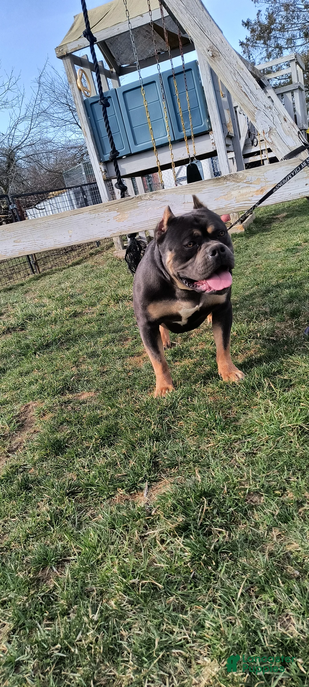 American Bully dogs for sale: American Bully Puppy 1 - Ad 2
