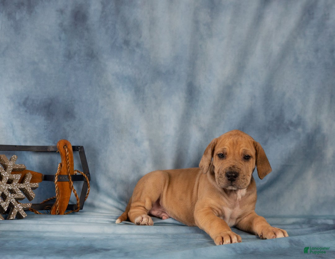 Great Dane dogs for sale: Deisel - Ad 4