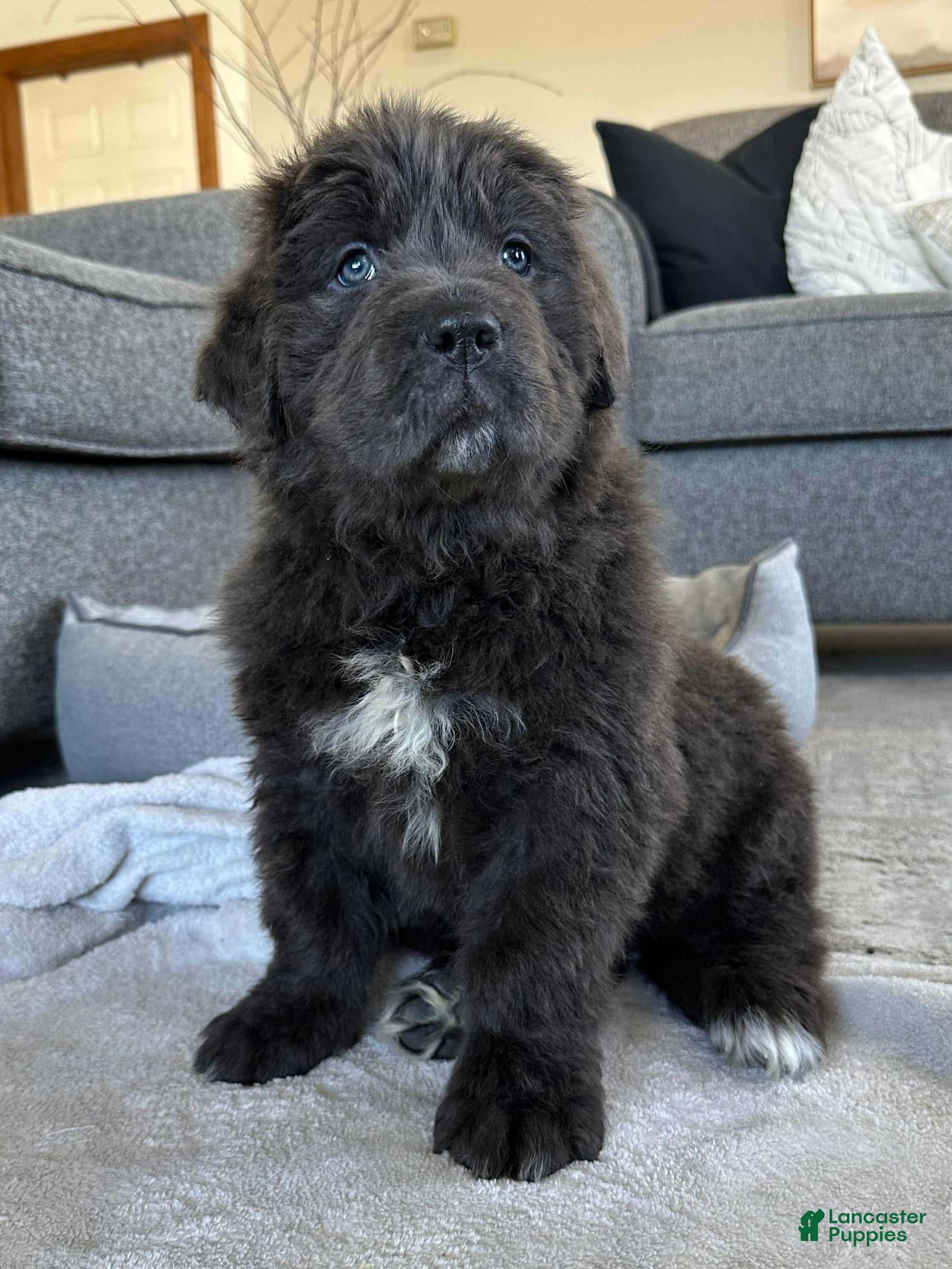 Newfoundland dogs OFA, AKC, CH “ Tessa”  - Ad 2