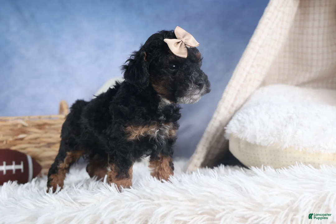 Miniature Poodle dogs for sale: Romeo - Ad 9