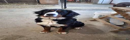 Bernese Mountain Dog dogs for sale: Bernese Mountain Dog 1 - Ad 3