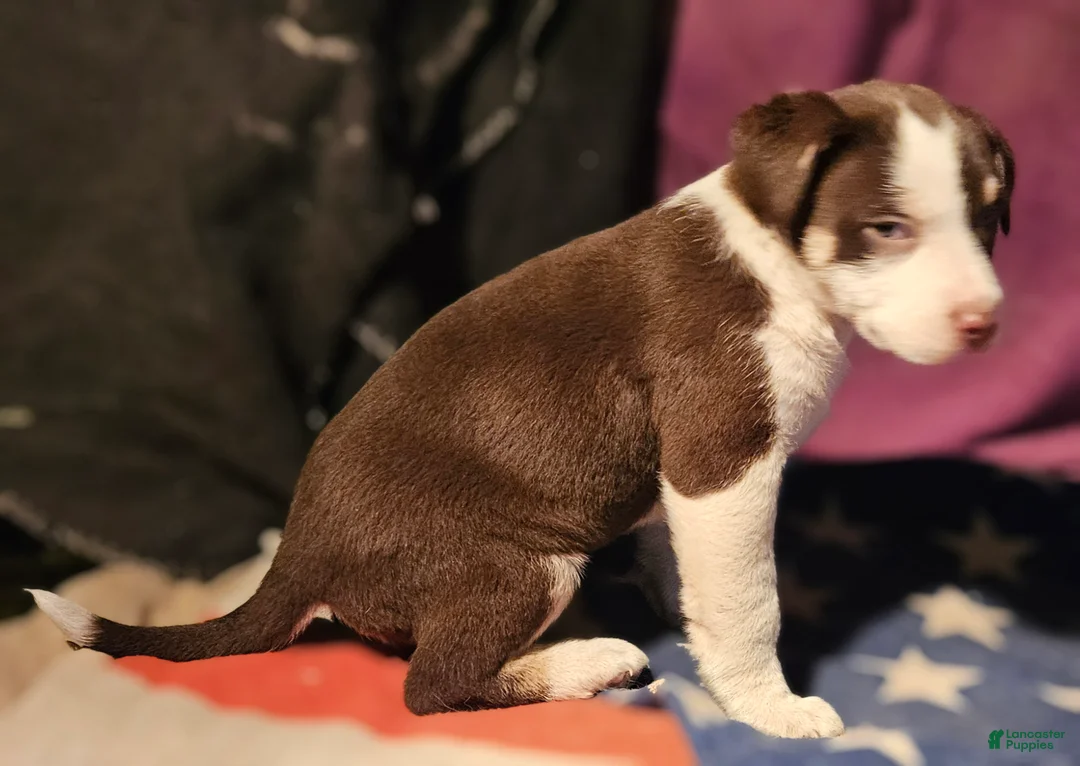 Border Collie dogs for sale: CeeCee (Blue Eyes) - Ad 14