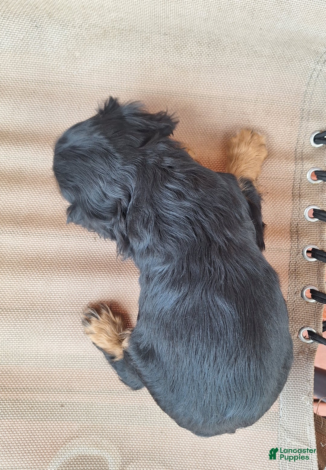 Cavalier King Charles Spaniel dogs for sale: Bear - Ad 5