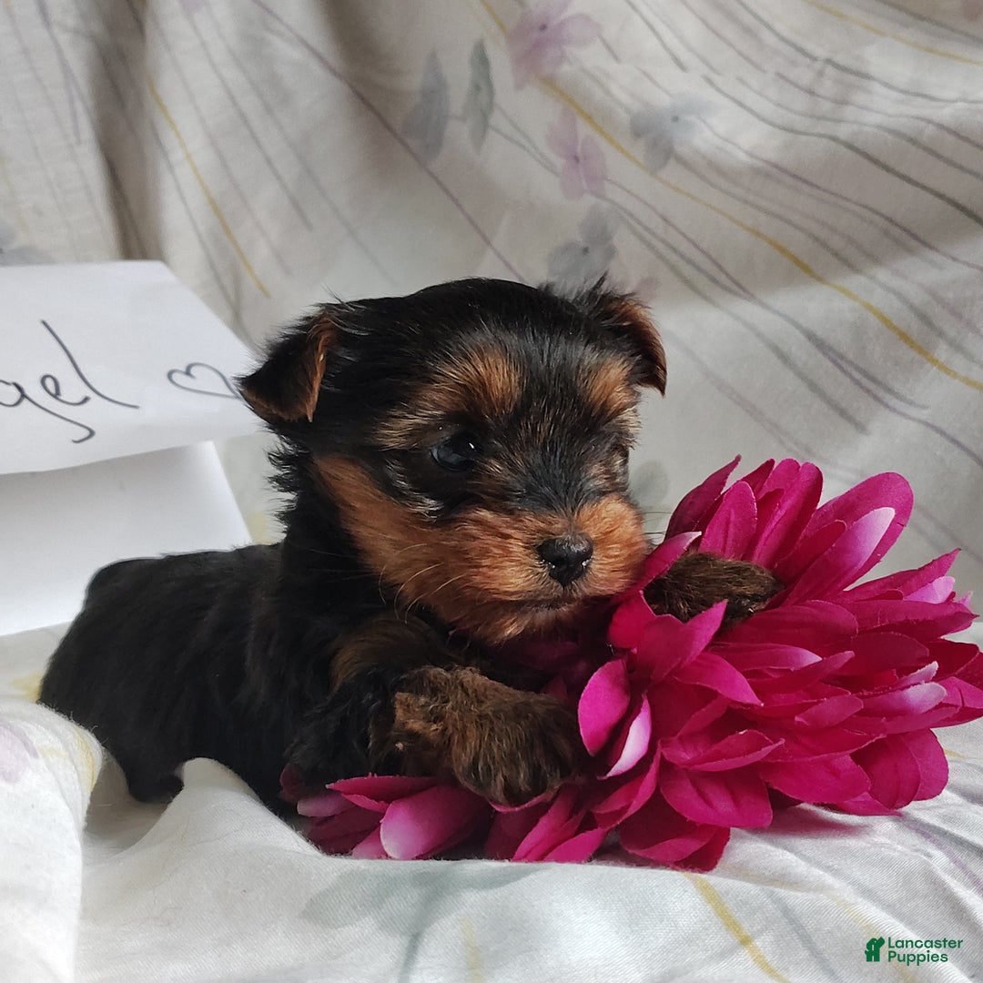 Yorkshire Terrier dogs for sale: Angel - Ad 3