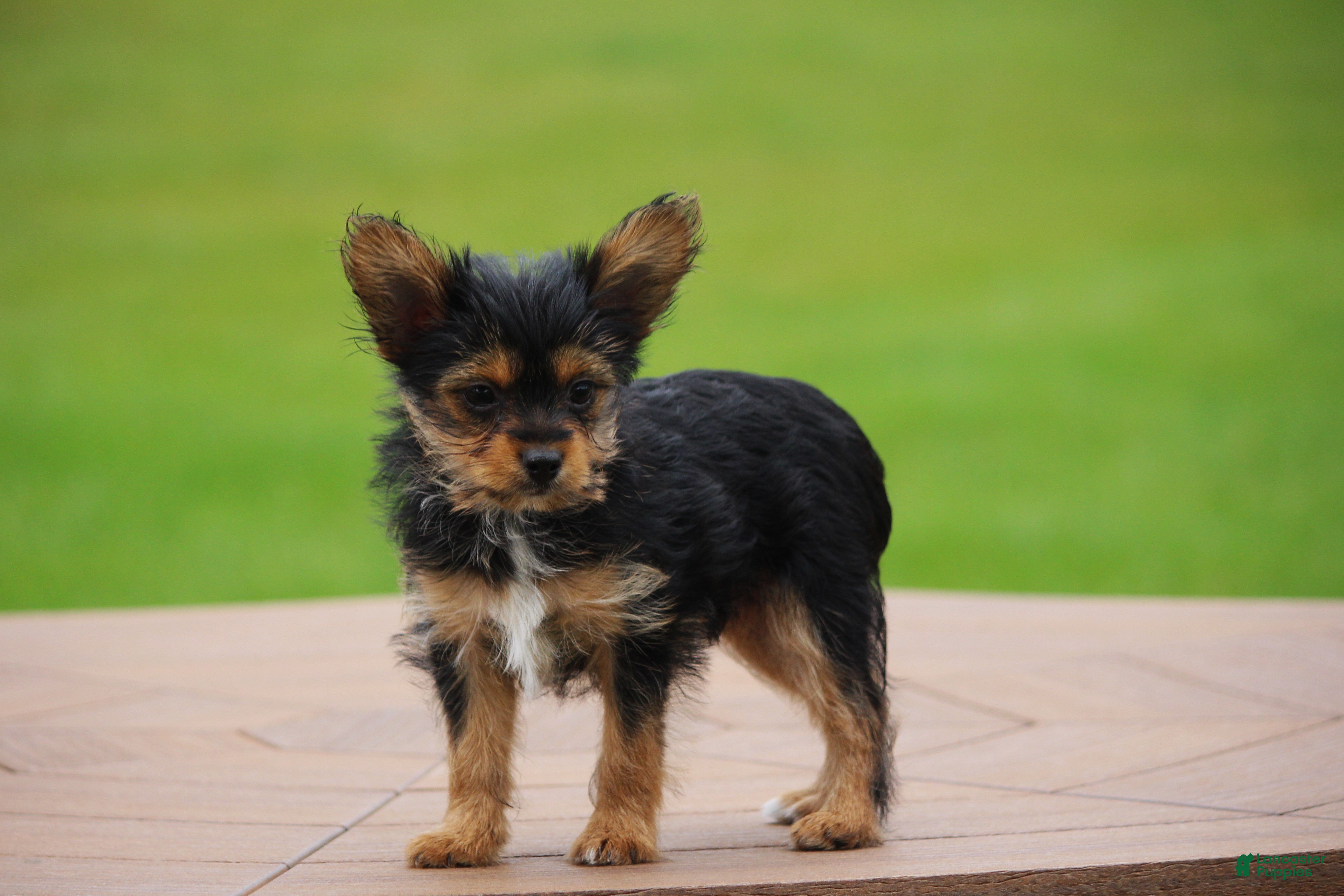 Yorkshire Terrier dogs Cairo - Ad 1