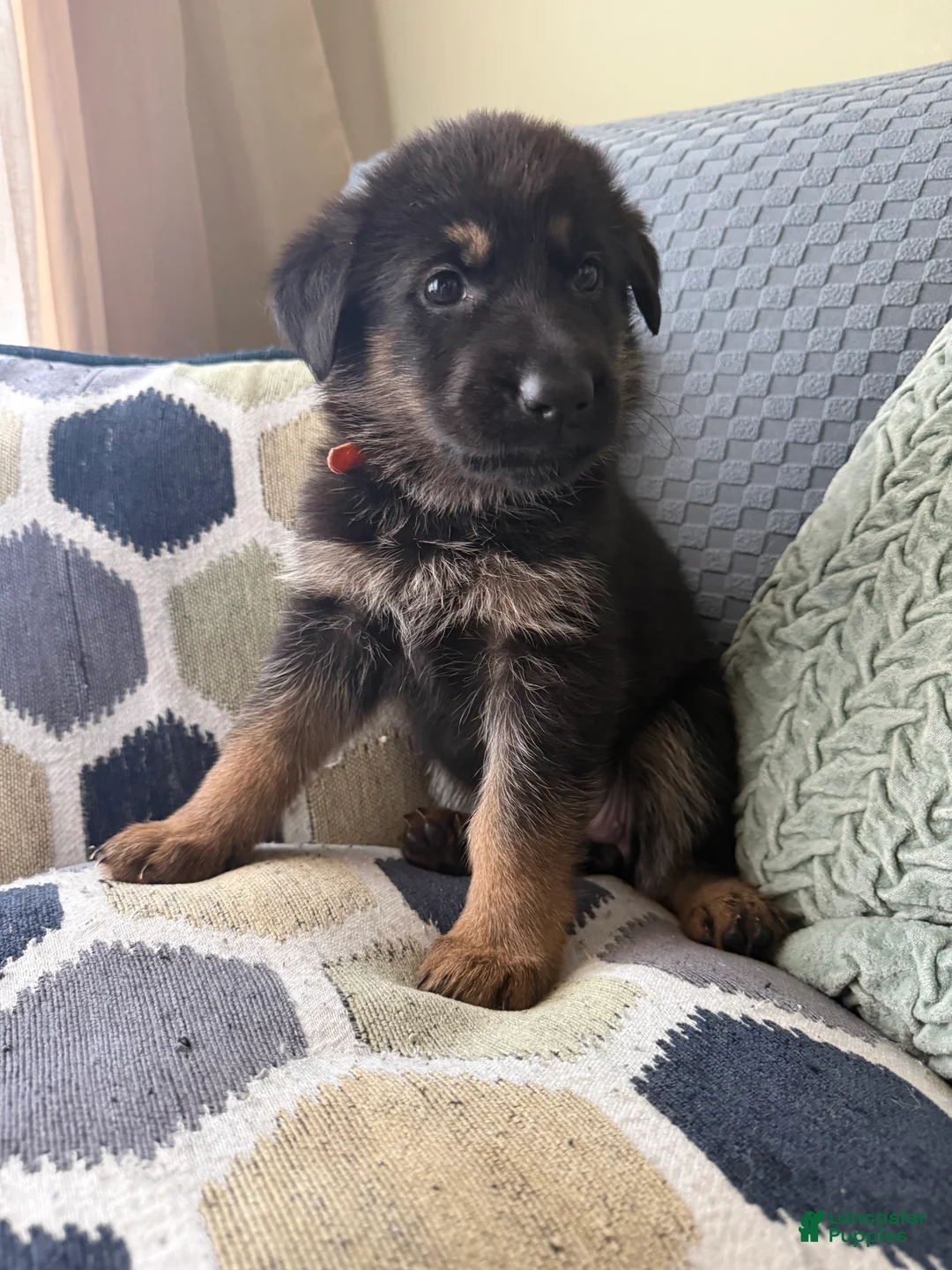 German Shepherd dogs for sale: German Shepherd Puppy 10-Orange - Ad 2
