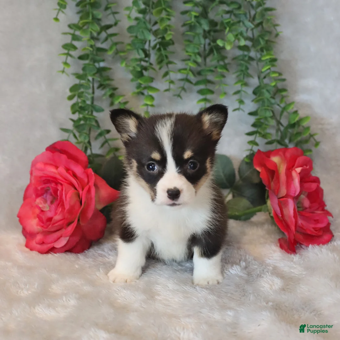Welsh Corgi Pembroke dogs for sale: Radley - Ad 5