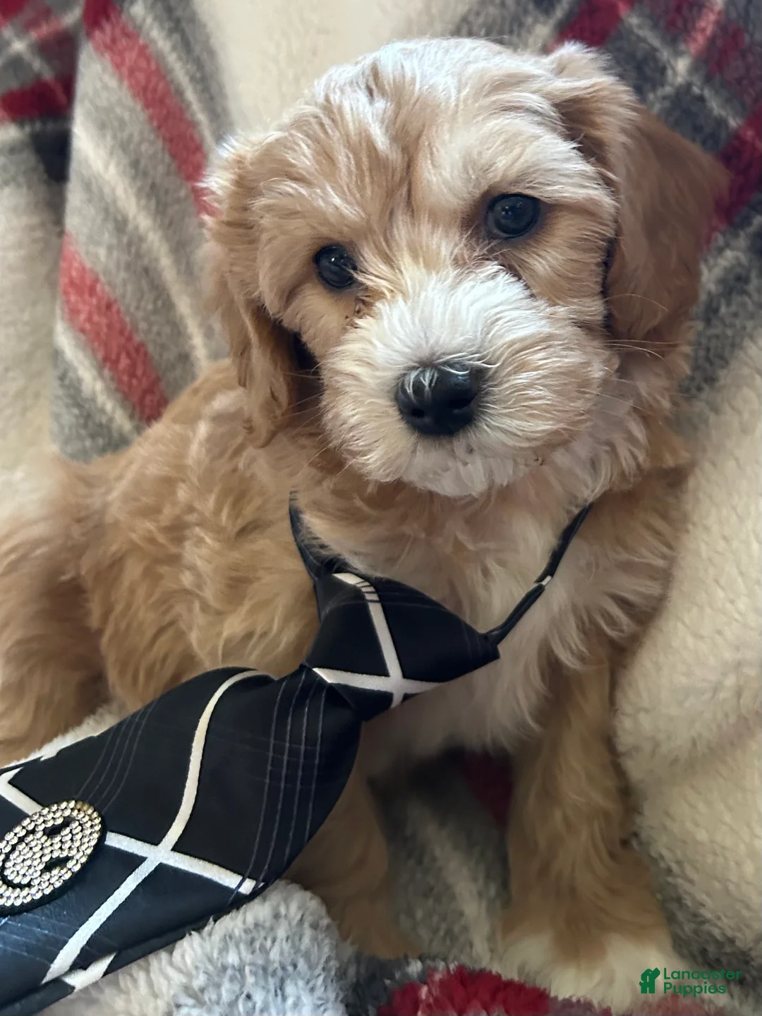 Cavapoo dogs for sale: Skatteboo Cavapoo Puppy 1 - Ad 1