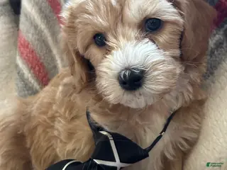 Cavapoo dogs Skatteboo Cavapoo Puppy 1 - Ad 41