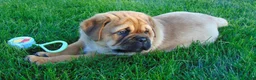 Mixed Breed dogs for sale: Sammy  - Ad 6