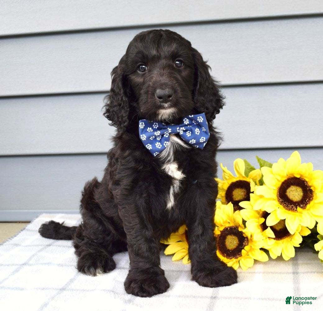 Labradoodle dogs Conner - Ad 2