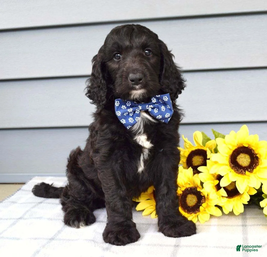 Labradoodle dogs for sale: Conner - Ad 2