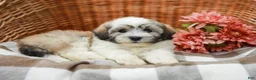 Havanese dogs for sale: Bear - Ad 3