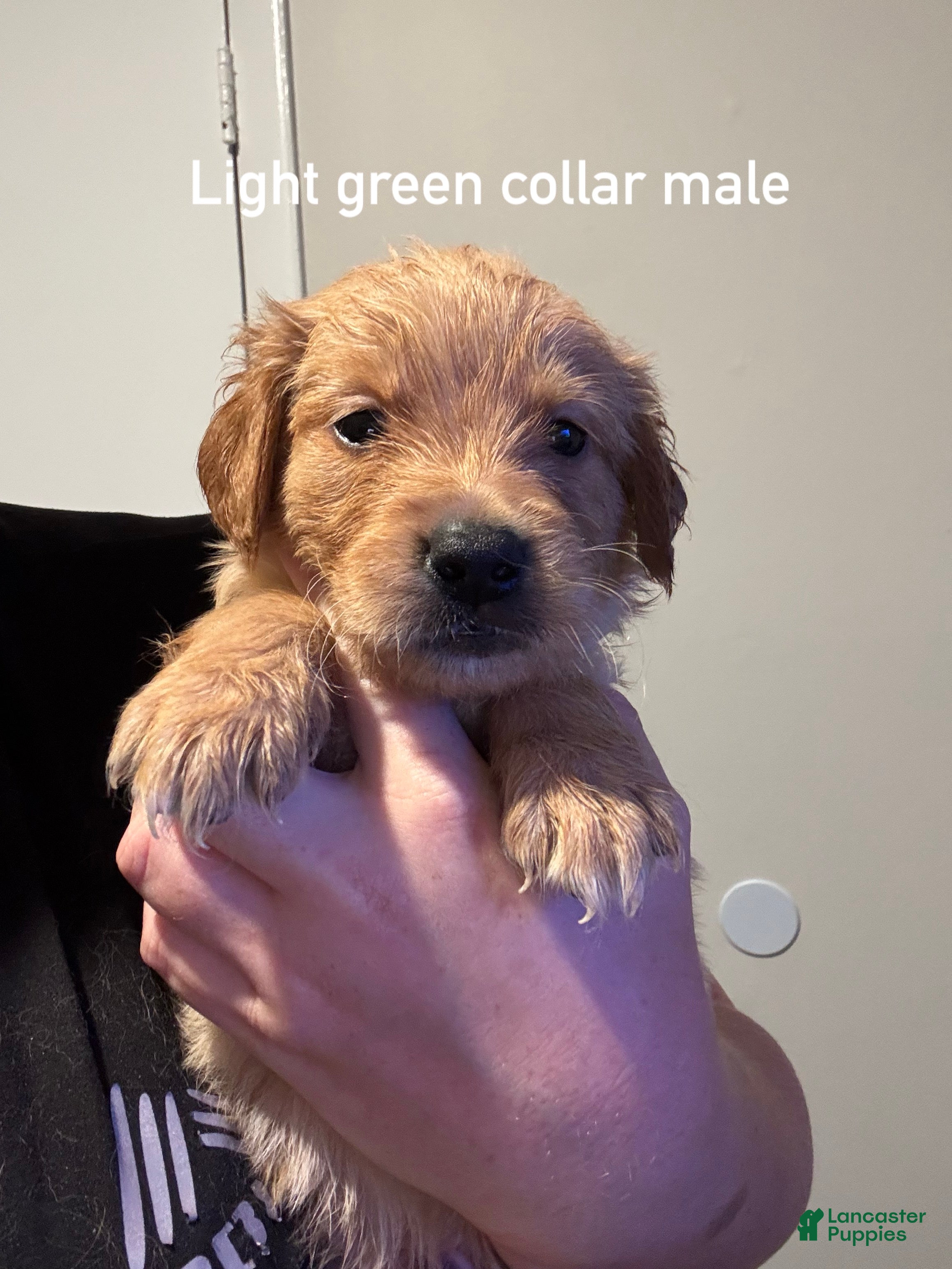 Golden Retriever dogs Light green collar Golden Retriever - Ad 40