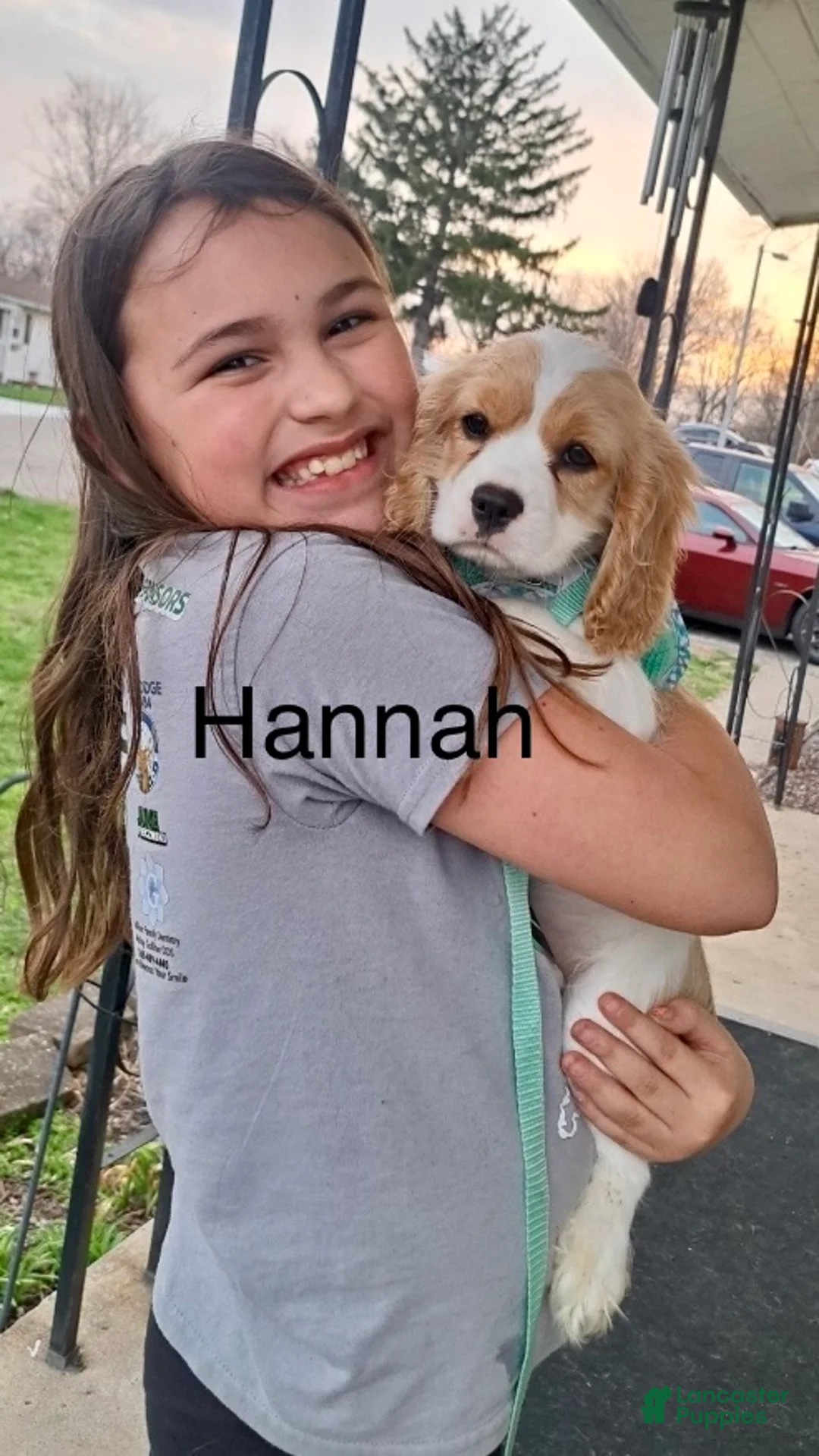 Mixed Breed dogs for sale: Hannah - Ad 1