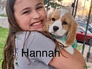 Mixed Breed dogs Hannah - Ad 22