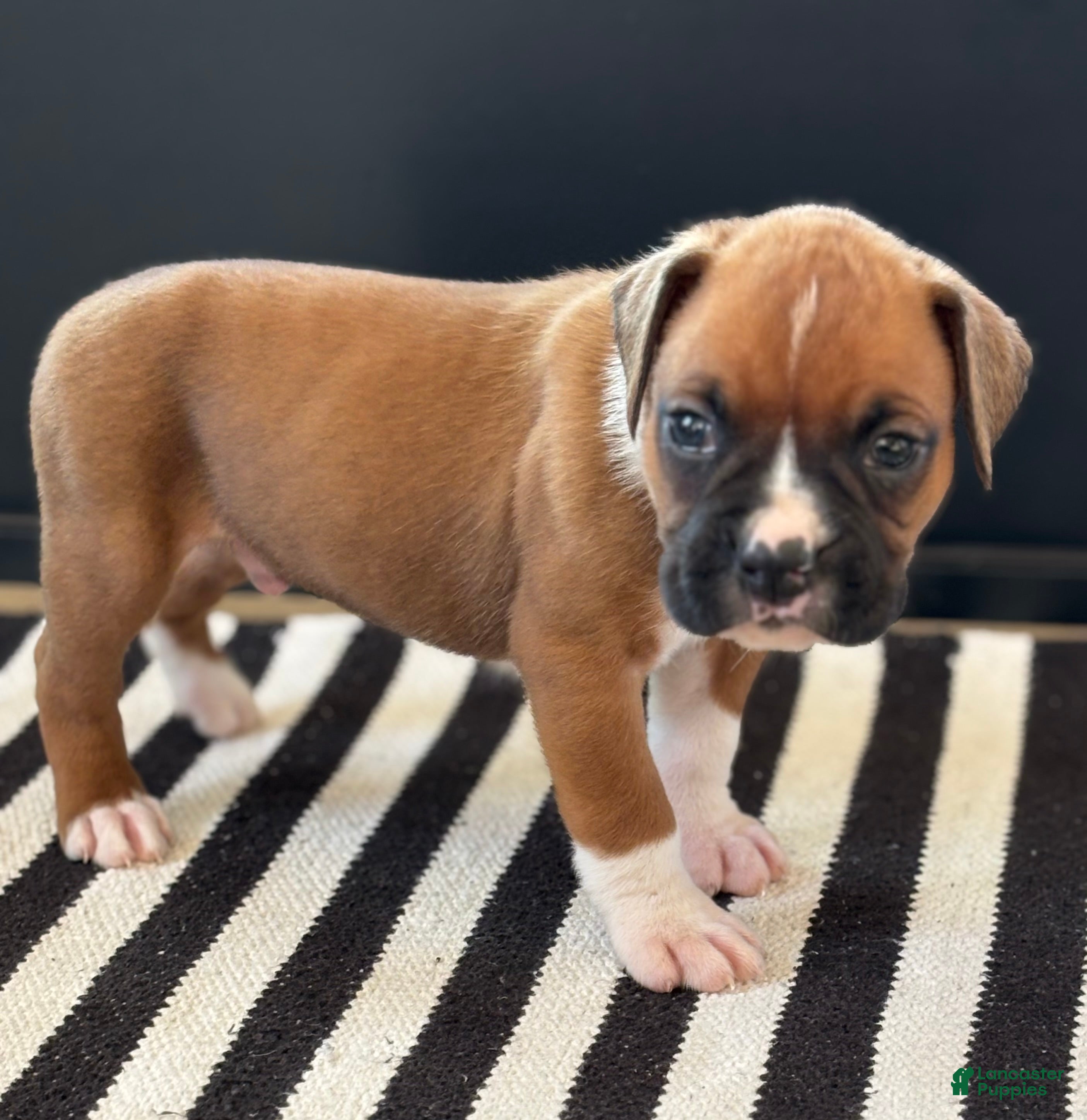 Boxer dogs Peanut - Ad 1