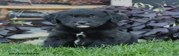 Mixed Breed dogs for sale: Cash - Ad 3