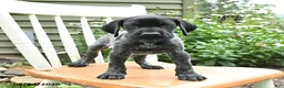 German Shorthaired Pointer dogs for sale: Royal - Ad 4