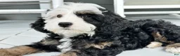 Mini Bernedoodle dogs for sale: 🏖️ ☀️ TIKI ☀️ 🏖️  - Ad 3