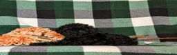 Cavapoo dogs for sale: Paris Hypoallergenic - Ad 5