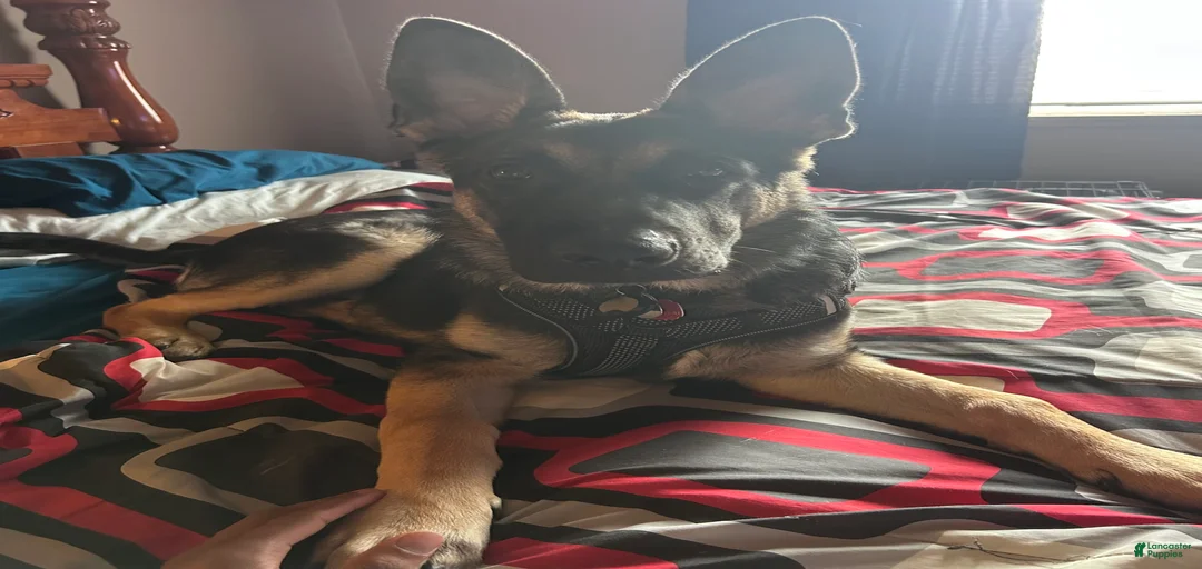 Gallery Image {{count}}