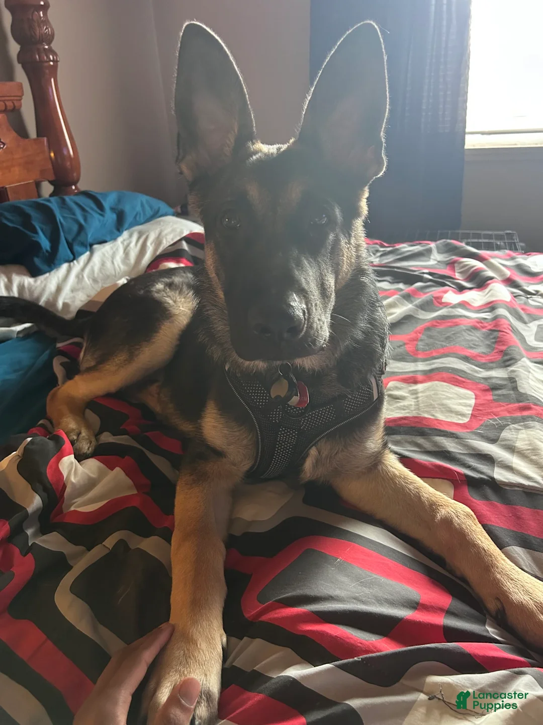 Gallery Image {{count}}