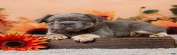 French Bulldog dogs for sale: Bear - Ad 1