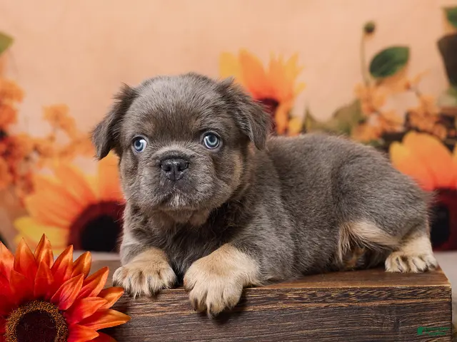 French Bulldog dogs for sale: Bear - Ad 1