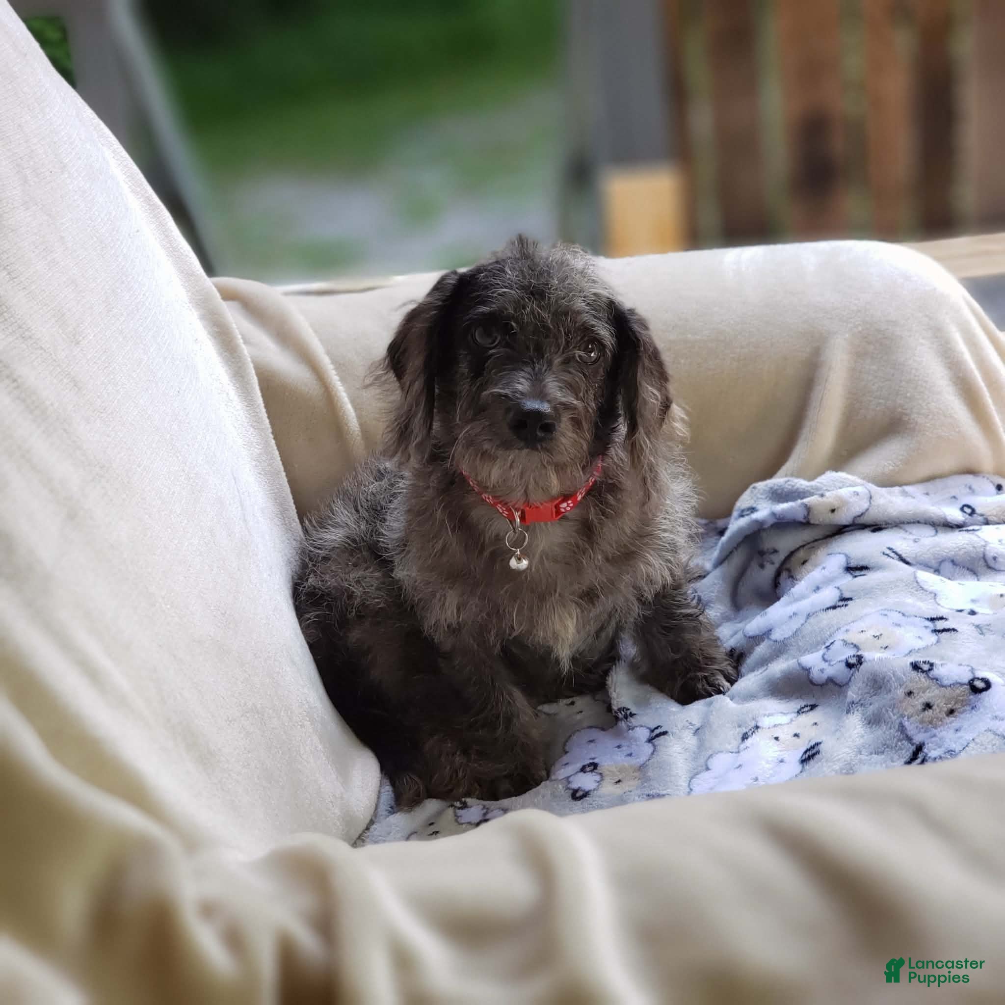 Cavapoo dogs Cavapoo 1 - Ad 1
