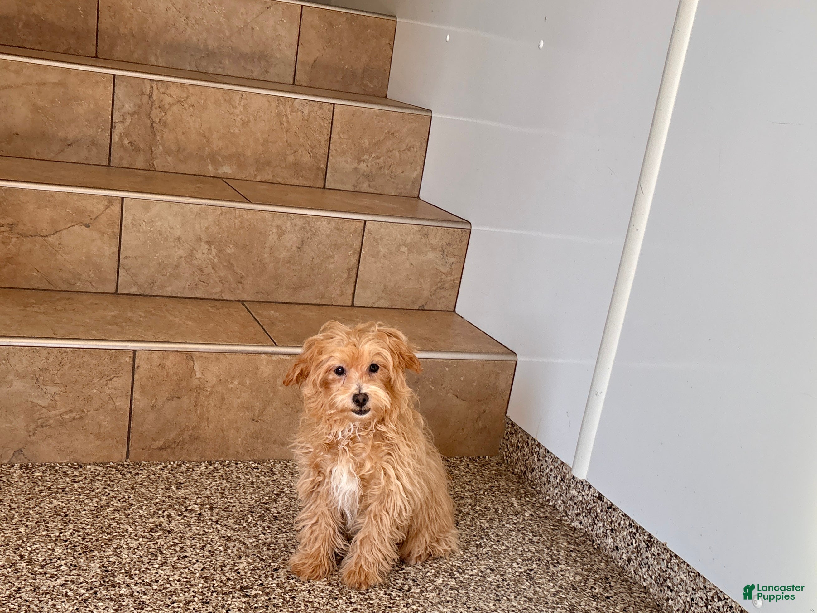 Maltipoo dogs Cutie  - Ad 2