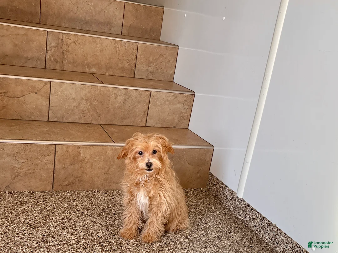 Maltipoo dogs for sale: Cutie  - Ad 2