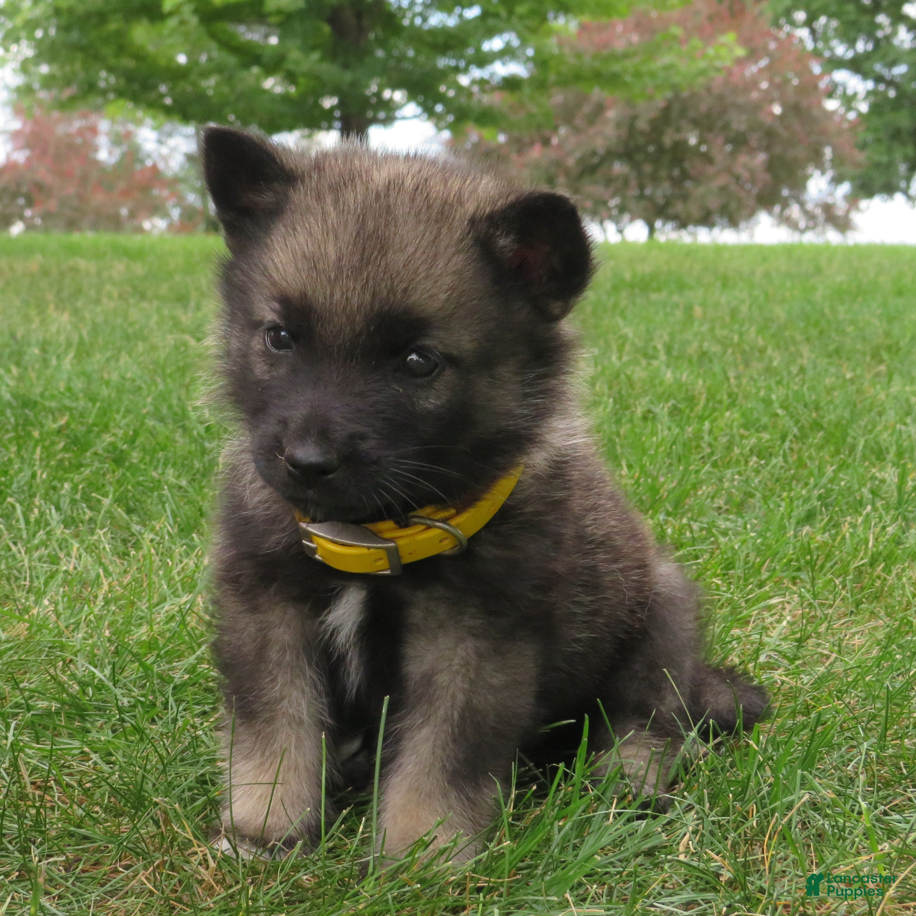 Norwegian Elkhound dogs Elite - Ad 2