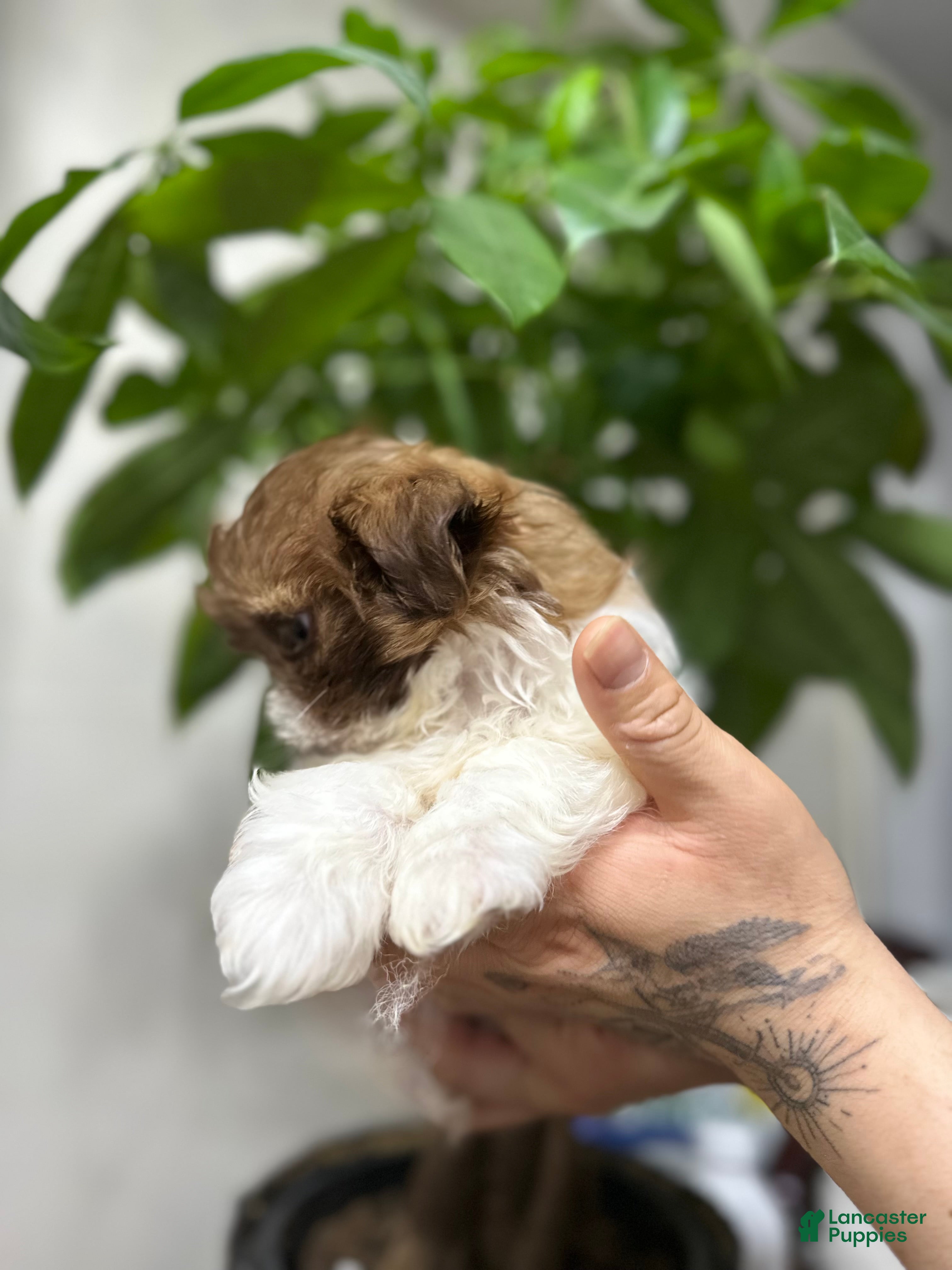 Shih Tzu dogs for sale: Max - Ad 3