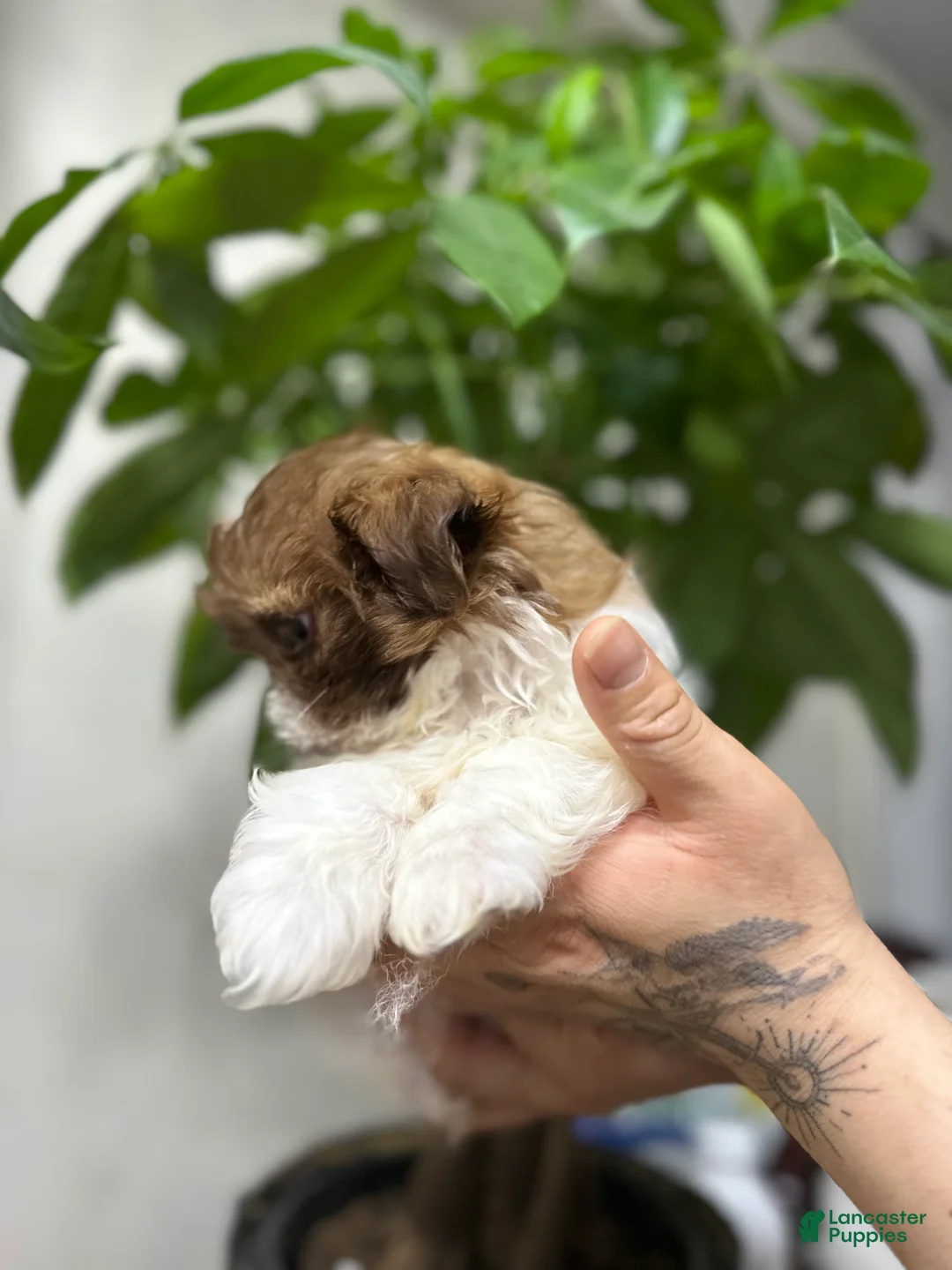 Shih Tzu dogs for sale: Max - Ad 1