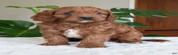 Cavapoo dogs for sale: Jake - Ad 31