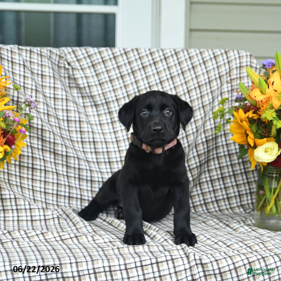 Labrador Retriever dogs for sale: Lucy - Ad 4