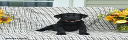 Labrador Retriever dogs for sale: Lucy - Ad 1